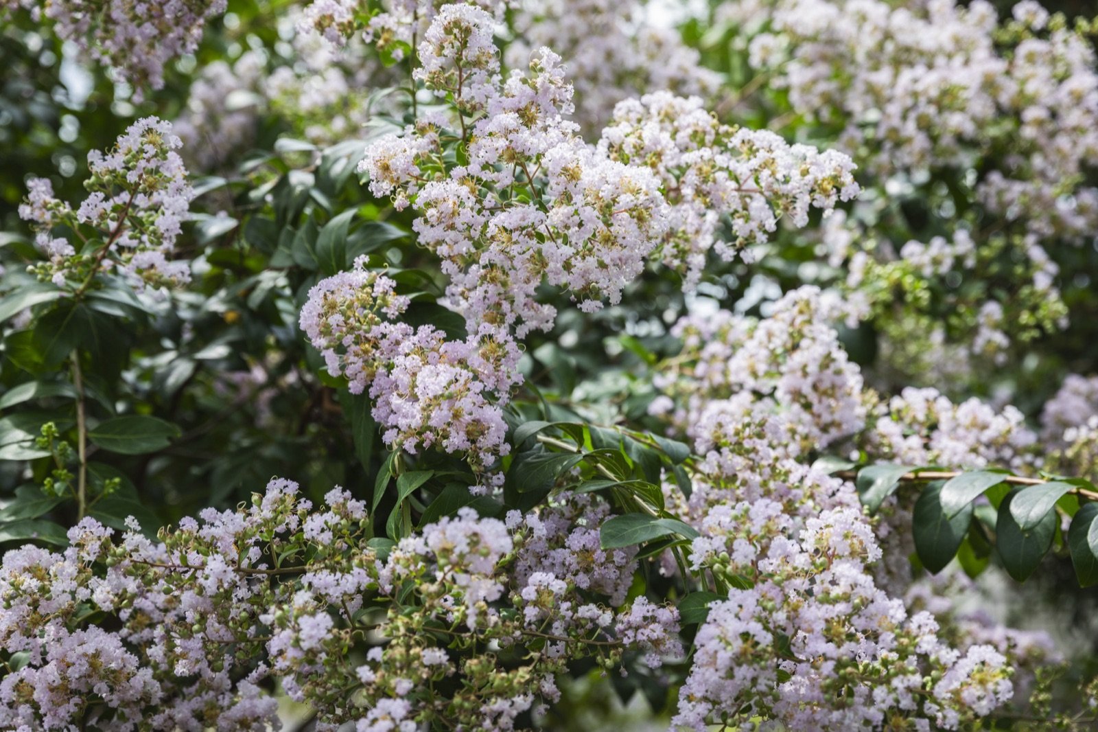 境内に咲く季節の花